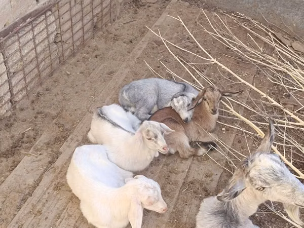 Goat, Saanen goat