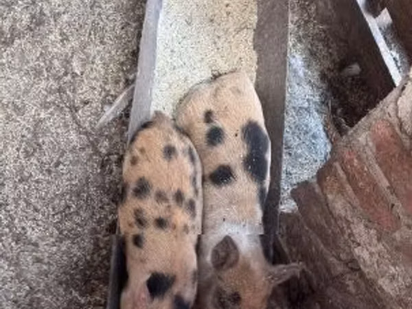 Schweine (Partie, Geschlecht nicht angegeben), Schweine