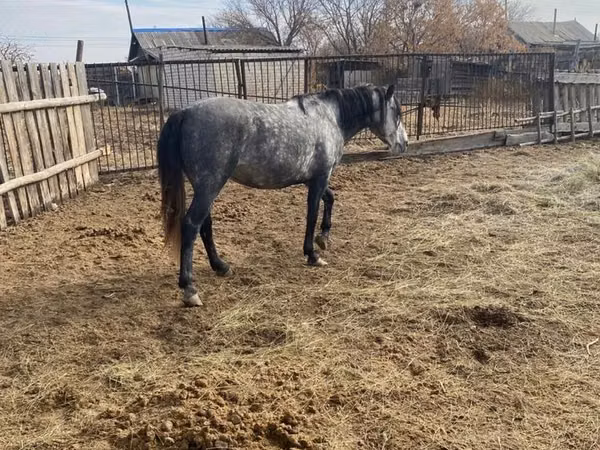 Horse (M), Horses — Kazakhstan
