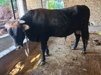 Bull, Cattle — photo 1