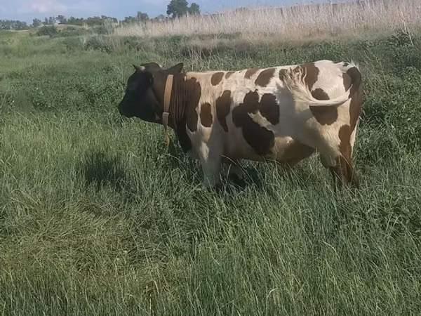 Bull, Simmental cattle