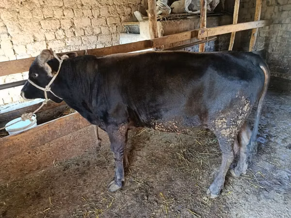 Bull, Aberdeen-Angus