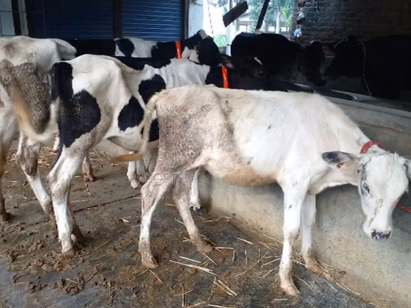 Cow, Cattle — Bangladesh