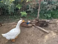 Chickens — عکس 5