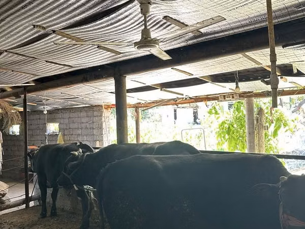Bull, Aberdeen-Angus
