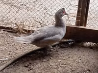Ducks — عکس 3
