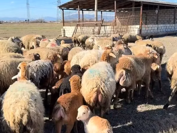 Wad, Sheep