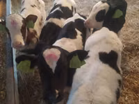 Cattle (batch, sex not specified), Russian Black pied cattle — photo 1
