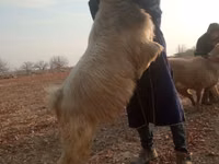 Oğlak, Keçiler — foto 3