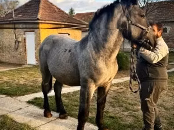 კვიცი, ცხენები