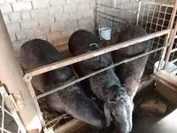 Ram, Blackheaded Persian sheep — photo 2