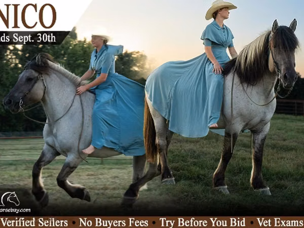 Horse (M), Quarter Horse — United States