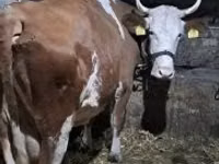 Vaca, Simmental cattle — foto 3