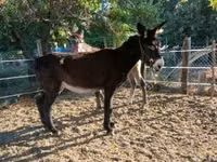 კვიცი, ცხენები — ფოტო 5