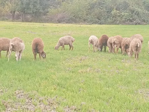 Ram, Sheep