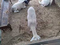 Ram, Dorper sheep — photo 4