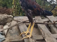 Chickens — عکس 4