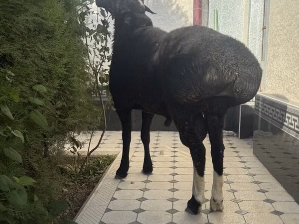 የጎትት አውራ በግ, Sheep — ኡዝቤኪስታን