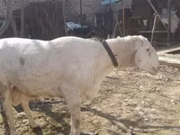 Widder, Arashan sheep — Foto 7