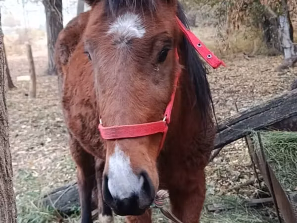 Кобила, Коне