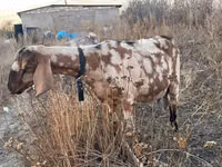 عنزة, Nubian Goat — الصورة 2