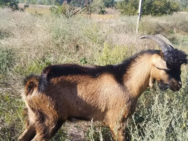 Billy Goat, Goats — Moldova
