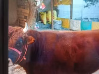 Toro, Bovini — foto 2