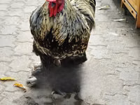 Shamo chickens — sawirka 2