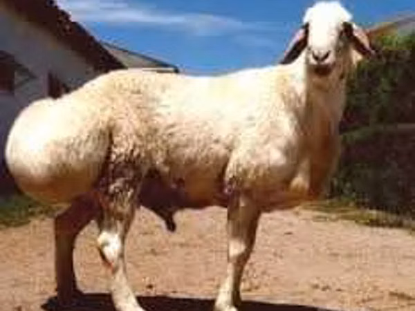 Ram, Sheep