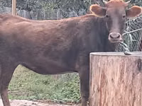 Sapi, Cattle — foto 8