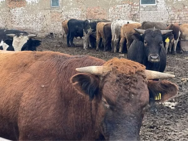 Bull, Cattle — Kazakhstan