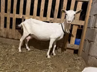Буз, Saanen goat — акс 2
