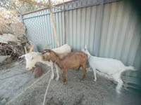 Billy Goat, Goats — photo 2
