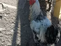 Chickens — รูปภาพ 1