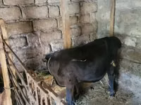 公牛, Cattle — 照片 2