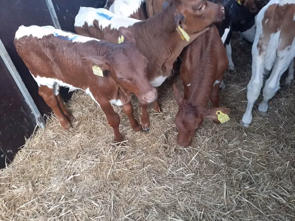 सांड, Simmental cattle — पोलैंड