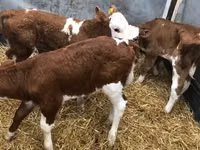 Bull, Swiss cattle — photo 4