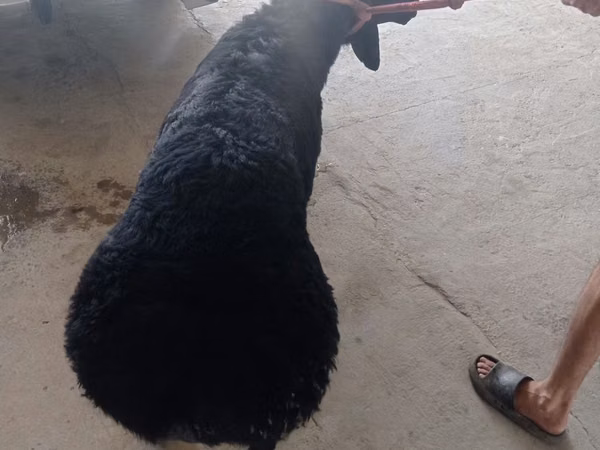 Ram, Sheep — Uzbekistan