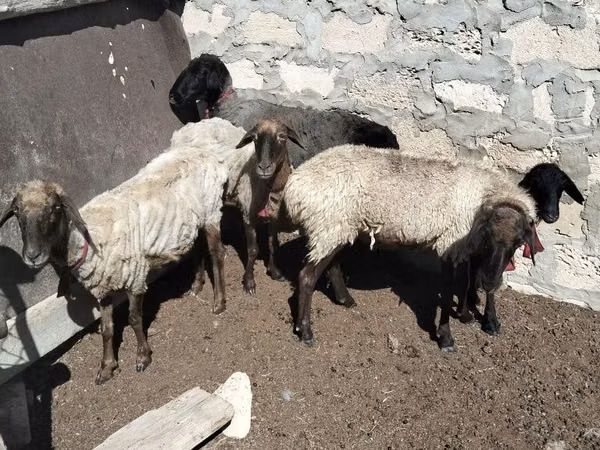 Sheep, Sheep — Kazakhstan