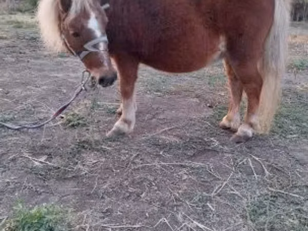 ม้าตัวเมีย, Shetland Pony