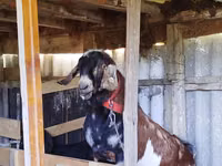 Billy Goat, Nubian Goat — photo 2