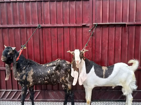 بز نر, Kamori goats