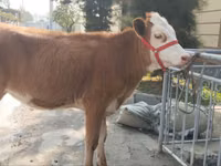 Гововмол (партия, ҷинс муайян нашудааст), Simmental cattle — акс 4