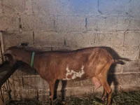 Kambing betina, Goats — foto 2