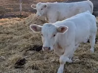 Byk, Charolais cattle — zdjęcie 2