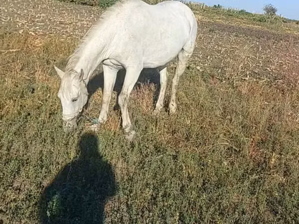 Mare, Horses