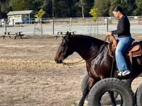Mare, Horses — photo 5