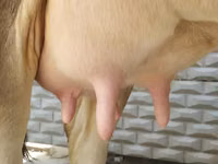 Krava, Swiss cattle — foto 6
