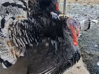 Turkeys — sawirka 4
