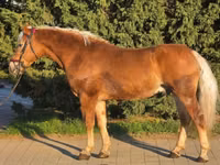 گھوڑا, Haflinger — تصویر 1